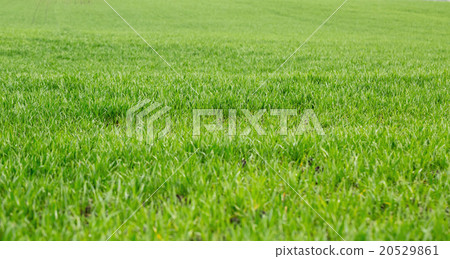Green grass background 20529861