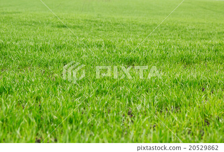 Green grass background 20529862