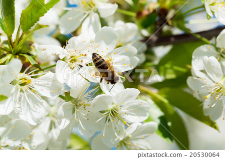 Bee on a flower of the white cherry blossoms. 20530064