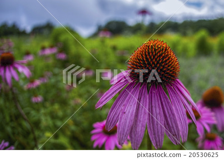 pink cone flowers 20530625