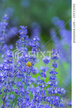 lavanda and bee 20531042