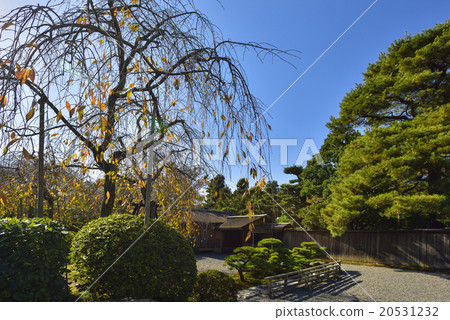 The weeping cherry tree of Kiyotari 20531232