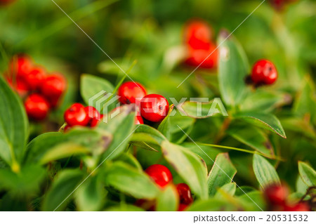Wild lingon berries closeup, Norway nature. Wild lingon berries closeup, Norway nature. 20531532