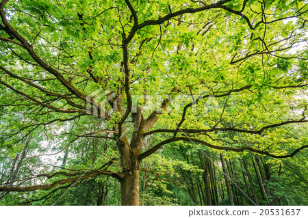 Canopy Of Tall Oak Tree. Sunny Deciduous Forest 20531637