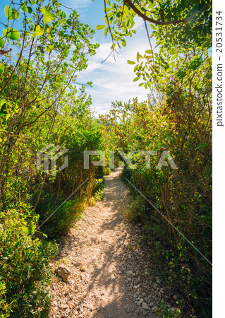 Lane, Path, Way in summer deciduous forest Trees Lane, Path, Way in summer deciduous forest Trees 20531734