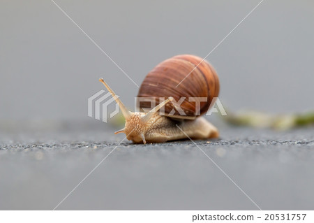 Burgundy snail (Helix pomatia) Burgundy snail (Helix pomatia) 20531757