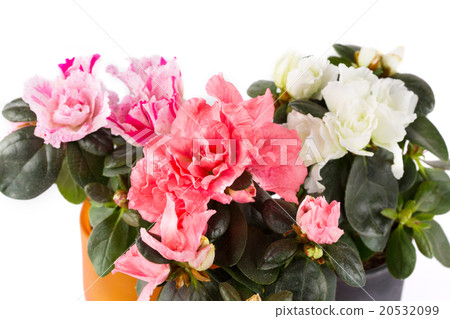 Three blossoming mini-azaleas of different color 20532099