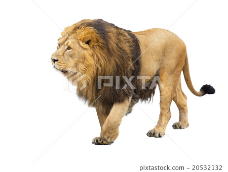 adult lion takes a step, is isolated adult lion takes a step, is isolated 20532132