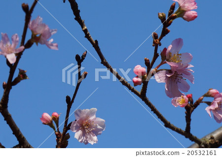 October cherry tree 20532161