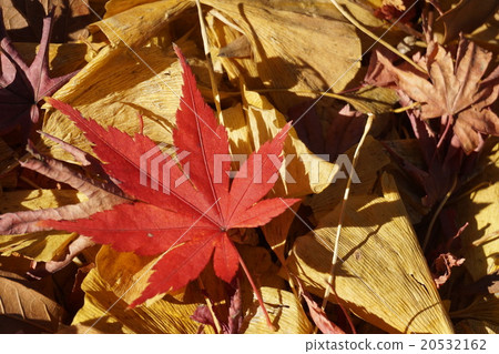 Fallen leaves  20532162