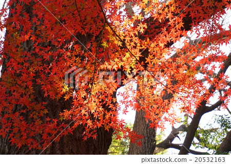 Autumn leaves 20532163