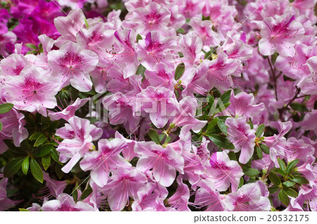 blossoming pink rhododendrons, flower background blossoming pink rhododendrons, flower background 20532175