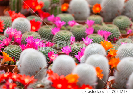 different blossoming cactuses different blossoming cactuses 20532181