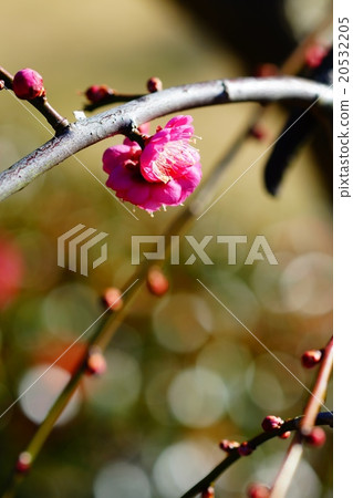 plum	 20532205