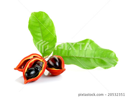 sweet chestnuts (Sterculia monosperma) on white sweet chestnuts (Sterculia monosperma) on white 20532351
