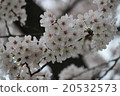 Cherry blossom smile 20532573