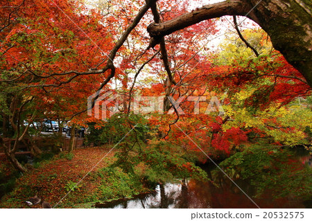 Yufuin五顏六色的楓樹 Yufuin五顏六色的楓樹 20532575