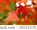 Maple  20532576