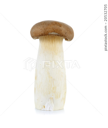 King Oyster mushroom isolated on the white  20532705