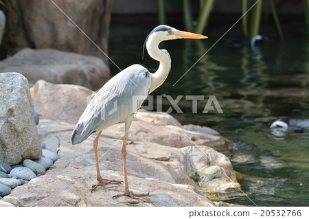 Gray heron 20532766