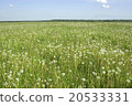 Dandelions 20533331