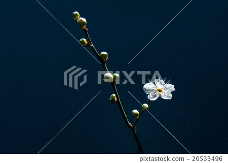Plum blossoms starting to bloom 20533496