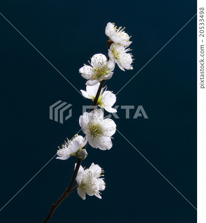 White plum White plum 20533498