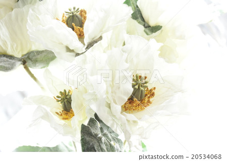 flowers on white background 20534068