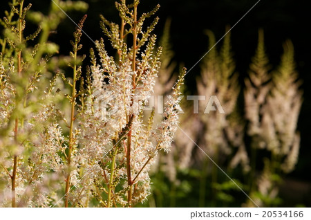 Chidakesashi Chidakesashi 20534166