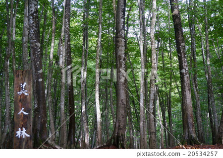 山毛櫸森林(美麗的森林) 山毛櫸森林(美麗的森林) 20534257
