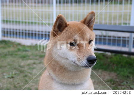 Shiba Inu Shiba Inu 20534298