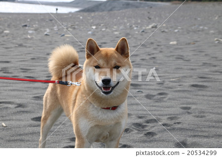 Shiba Inu Shiba Inu 20534299