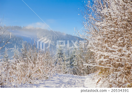 Snow covered bush in winter mountains Snow covered bush in winter mountains 20534391