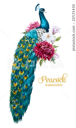 Watercolor peacock with flowers 20535430