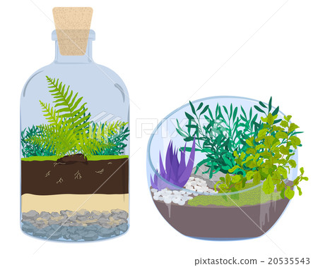 Plants in bottles. Terrariums with tree. Plants in bottles. Terrariums with tree. 20535543