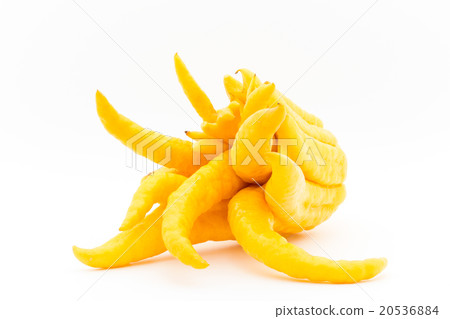 Bush Khan (Buddha's hand): Buddha's hand 20536884