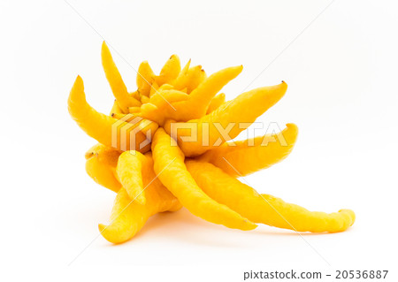 Bush Khan (Buddha's hand): Buddha's hand 20536887