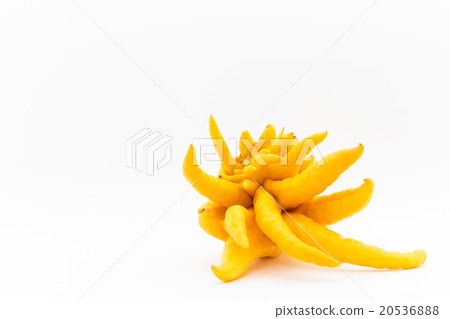 Bush Khan (Buddha's hand): Buddha's hand 20536888
