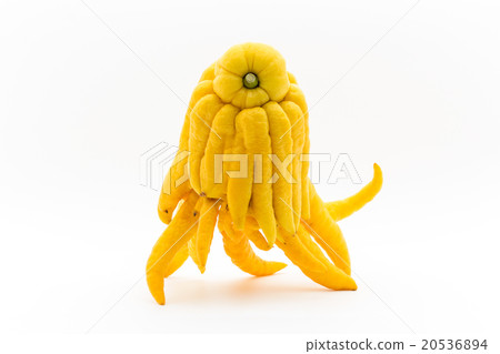 Bush Khan (Buddha's hand): Buddha's hand Bush Khan (Buddha's hand): Buddha's hand 20536894
