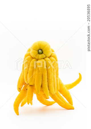 Bush Khan (Buddha's hand): Buddha's hand 20536895