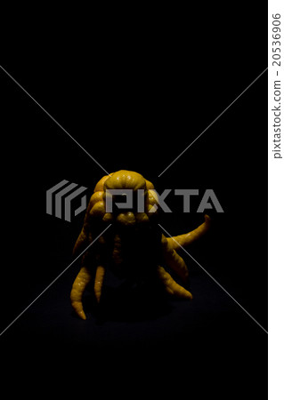 Bush Khan (Buddha's hand): Buddha's hand 20536906