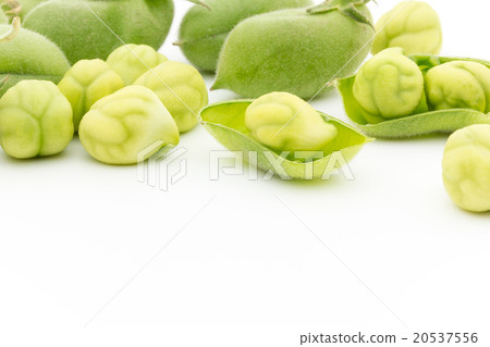 生鷹嘴豆：鷹嘴豆（鷹嘴豆） 20537556