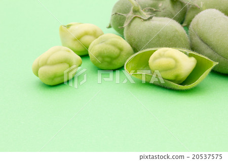 活鷹嘴豆：鷹嘴豆（鷹嘴豆） 20537575