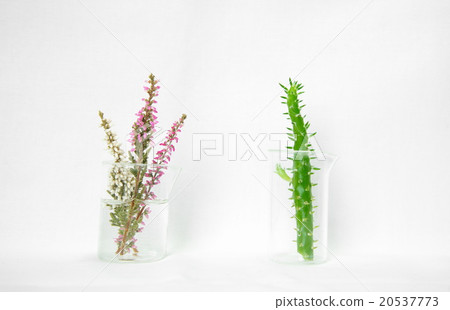 laboratory glassware with flower and cactus plant 20537773