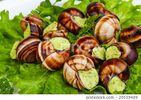 Escargot Escargot 20539489