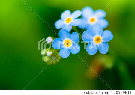 Forget-me-not blue flowers Forget-me-not blue flowers 20539611