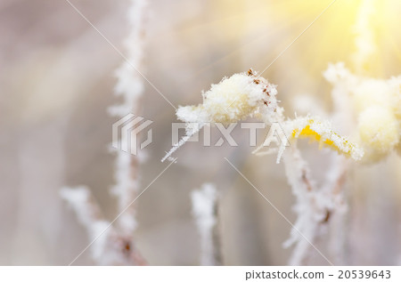 Hoarfrost on the bushes and berries of snowberry Hoarfrost on the bushes and berries of snowberry 20539643