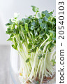 Radish sprouts  20540103