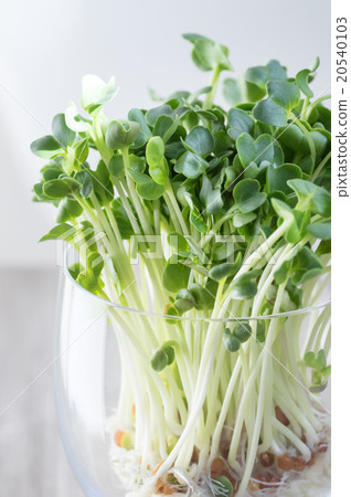 Radish sprouts Radish sprouts 20540103