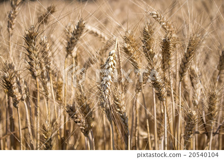 Detail of the Rye Field 20540104